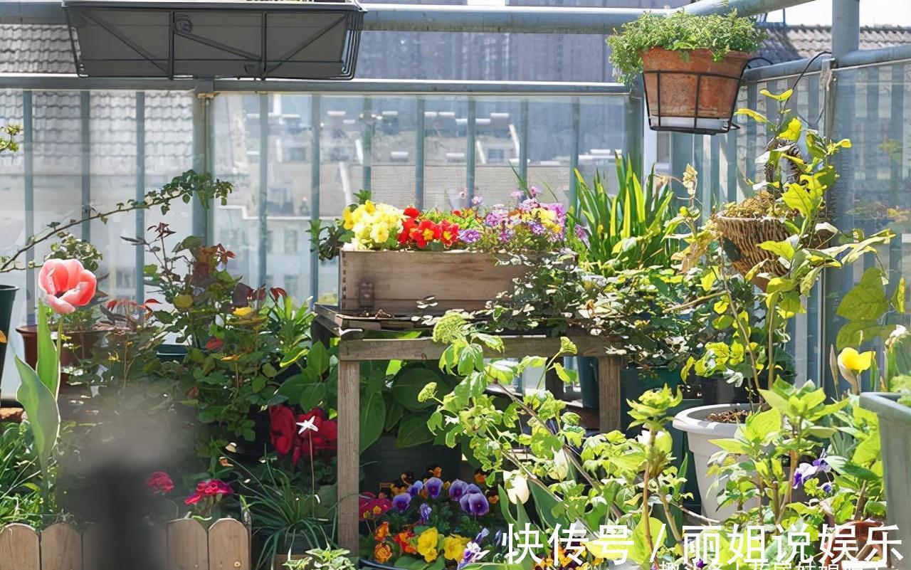 比较耐寒的11种花卉，有的能抵御“零下几十度”低温，漂亮又好养