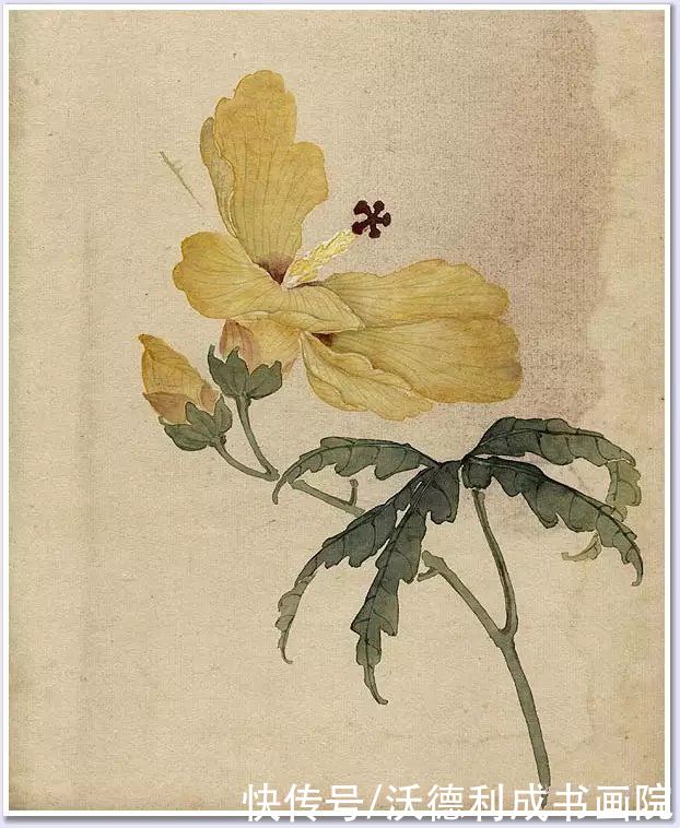 画菊|没骨百花图欣赏，美到骨子里