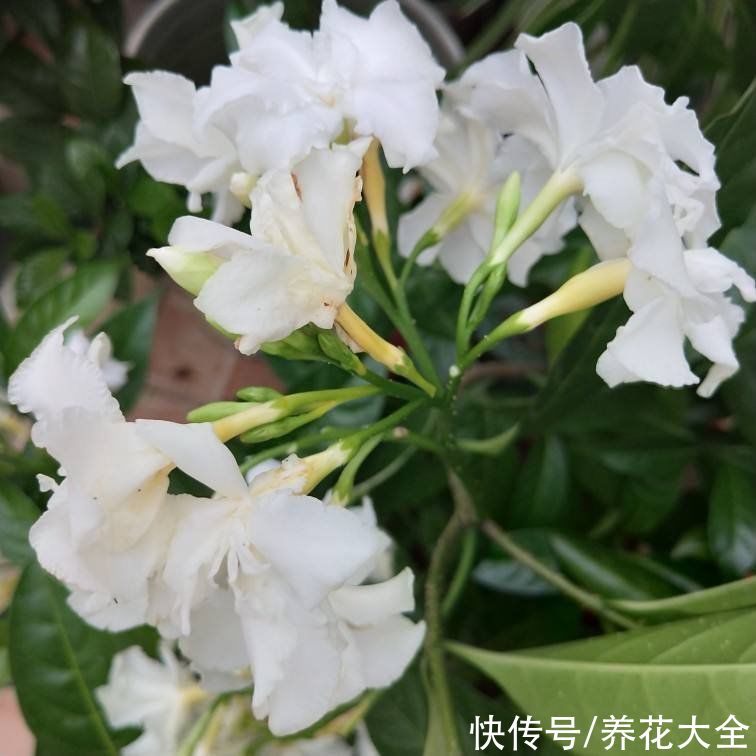 3对花卉中的“双胞胎”，一不小心就认错，你养过几种？