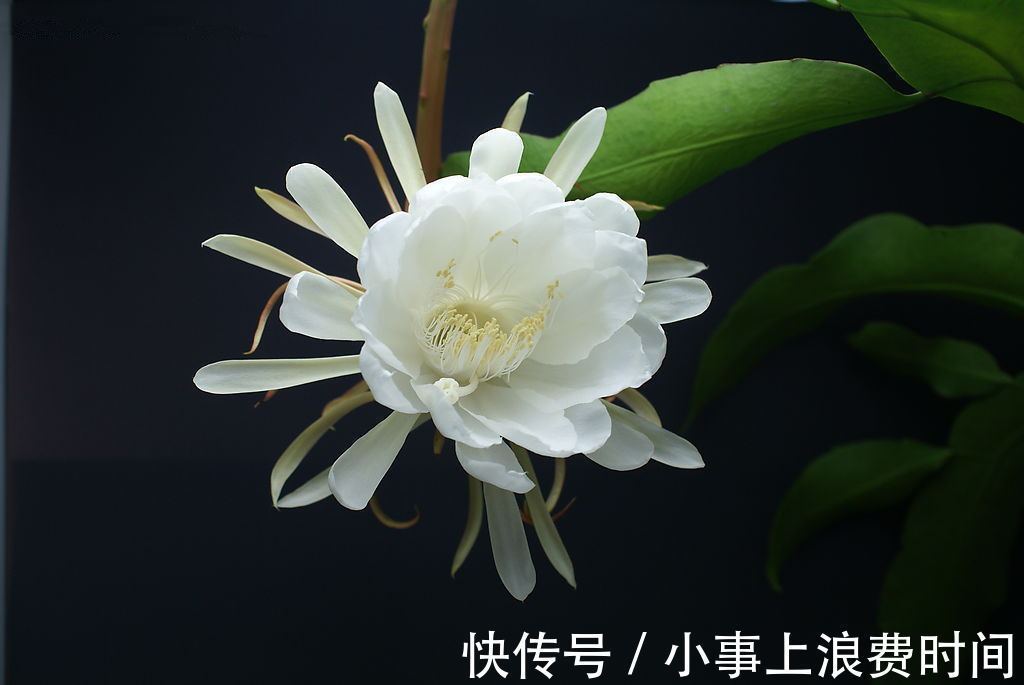 此花被称为“月下美人”,夜间开花,美成奇观,有机会要养一株