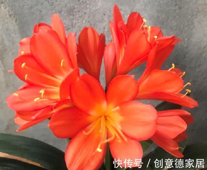 10月养君子兰,“6要素”要合理,适当冻一冻,整齐挺拔开花美