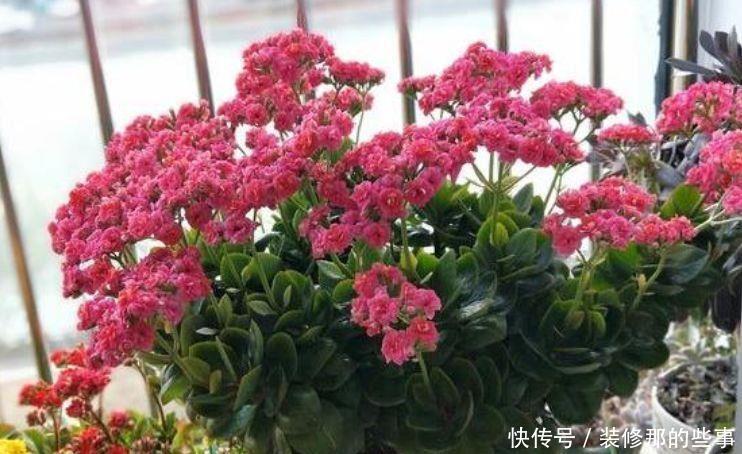 4种花好养又漂亮，花美色艳，花儿轻松开爆盆，对待新手很友好