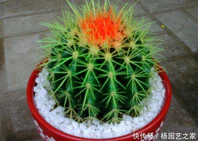 杜鹃花|3种花,不建议在花卉市场买,养不几天大多枯萎