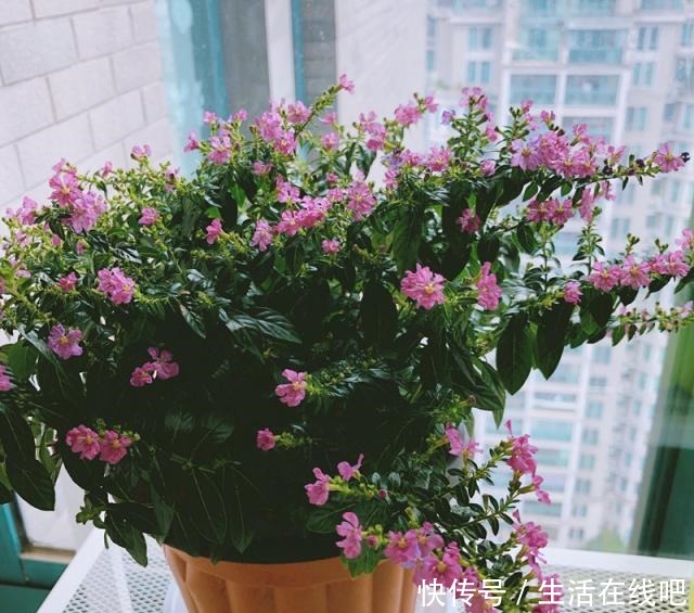 此植物花期超级长,全年开花,花多易爆盆,养护容易,室内也能养!