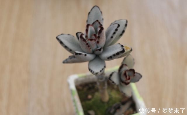 八年|一颗八年没换过盆的月兔耳