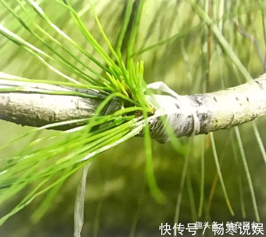 罗汉松芽接案例分享，台长教你玩出别出心裁的岭南盆景！