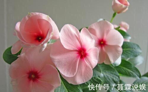 4种花很“好养”，阳台种1盆，一年开花200天，真正的开花机器