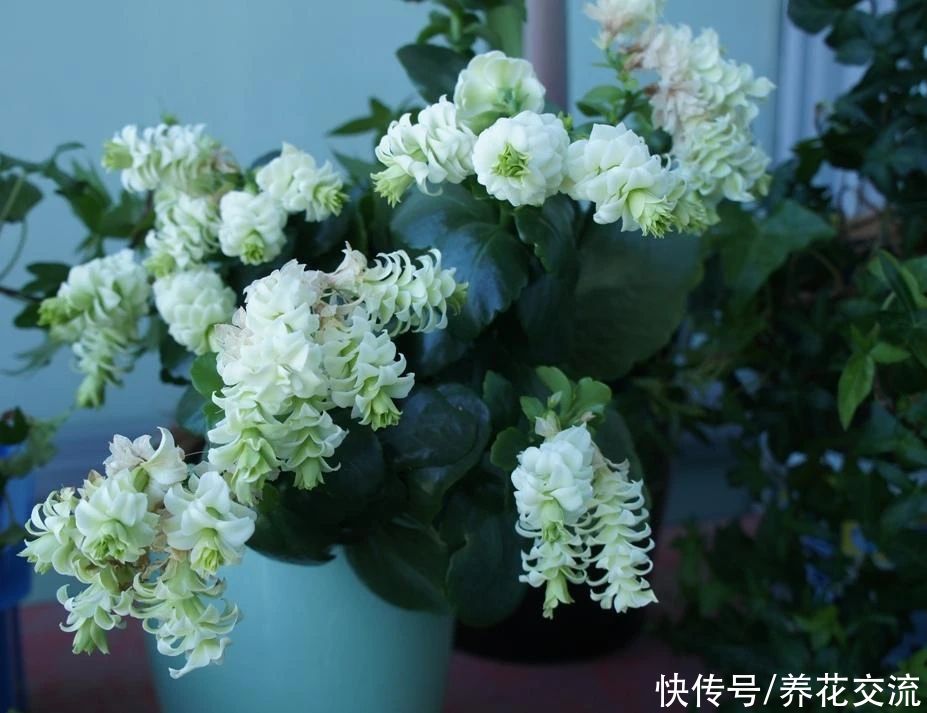 日照|满足短日照的环境,长寿花四季都在开花,神奇的开花型多肉植物