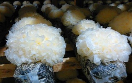 干银耳怎么泡发好，泡发过久也有坏处