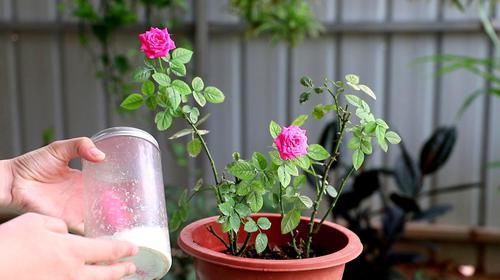 养花高手的“终生”好习惯，5个技术学一条，你就是养花“高手”