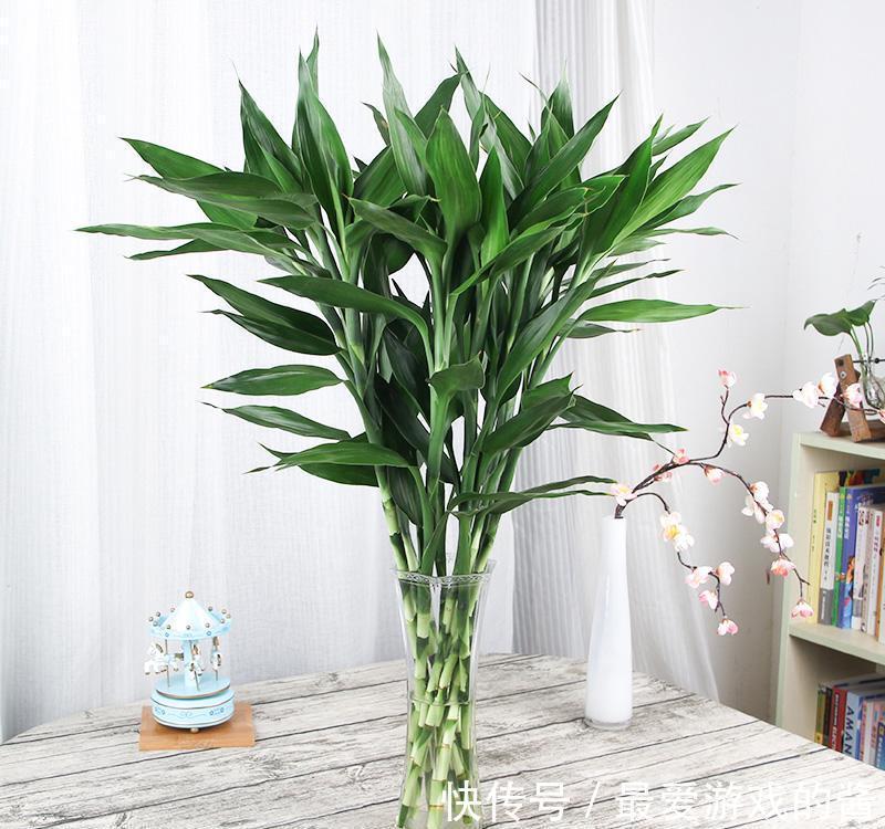 10大吉祥花,好养又高档,家里养一盆,有花有果招财又旺家