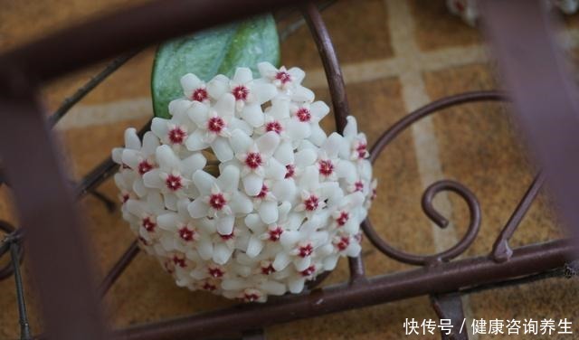 六月养球兰有“三怕”,难怪一直长叶不开花,甚至容易烂根萎蔫!