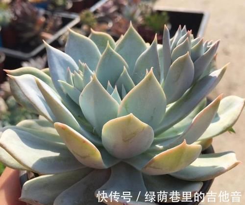 多肉|多肉叶子不着色,该怎么解决?做到这些,上色容易还格外好看