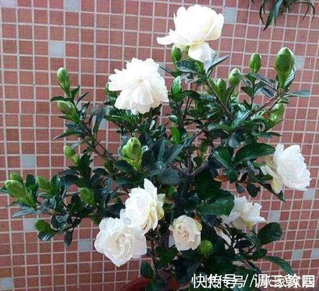 嫁接|碰到这4种花再漂亮也别买，因为花钱买回来只会给自己“添堵”