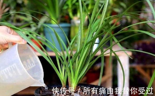 家庭养花摸清采光好与坏的区别，室内盆栽什么植物都没问题