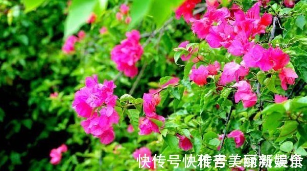 好养|三角梅原来这么好养,一年四季都开花,做到此几点就可以了