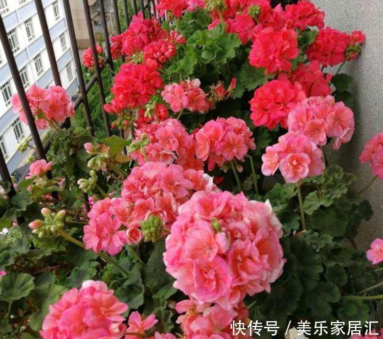 4种花养了就爆盆,好养易活开花漂亮,满树都是花朵,漂亮极了