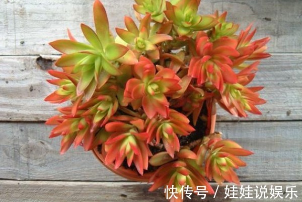 多肉火祭时不时变绿,当你知道这些原因后,保证它又能火起来