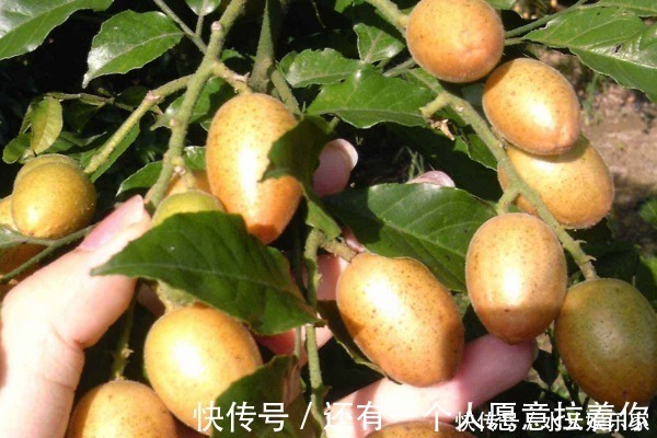 清明|4种天然的“止咳药”,漫山遍野都是,聪明人一直在吃