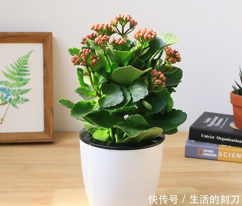 长寿花很好养,施点这种肥,叶片肥美又亮丽,花期能达150天