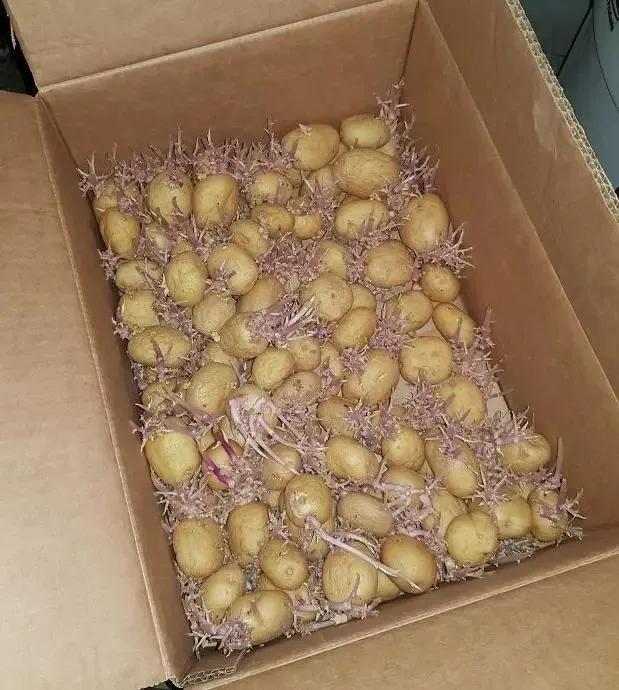 生物|土豆发芽有多恐怖!26张照片告诉你,它才是这个星球最神奇生物