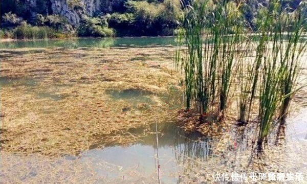 钓位|野钓的几类绝佳钓位，一年四季都可以钓到鱼