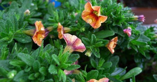 肥料|喜欢养花不如选“百万小铃”,花色丰富,数量繁多,四季开花不断