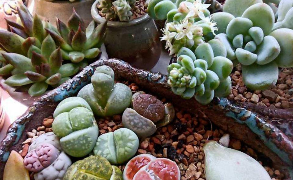 养蜕皮中的石生花,做好这4件事,才是名副其实的“富贵玉”