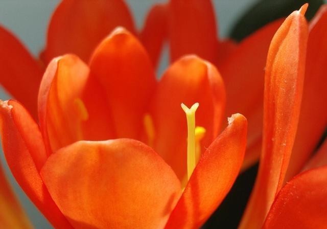 适宜的温度|冬季养君子兰,做好4点,苗壮开花鲜艳