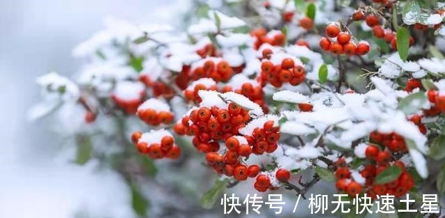 小朵$冬荣(闲致散文)!