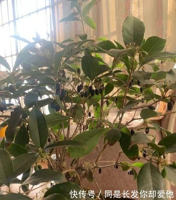 桂花结果子，“活久见”，邻居家养的桂花，结了很多小绿果子