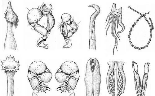 科学家挖出史前介形虫 进化论再次被动摇 生物真的一直在进化 快资讯 科学家挖出史前介形虫 进化论再次被动摇 生物真的一直在进化 快资讯