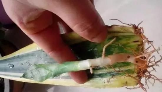 养花爱好者看过来这15种花现在“扦插”,生根快,一个周就长芽