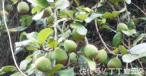 冰粉果|长得像一个秤砣,野外一长一大片,夏季还能拿来做“手搓冰粉”!