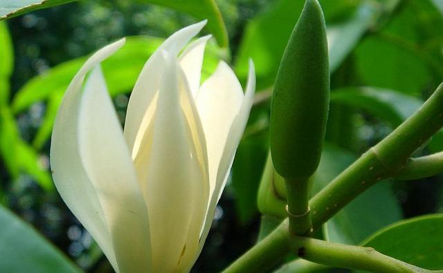 金桂|几种植物全身“飘香”,香味经久不散,家里摆上一盆,生活更舒适