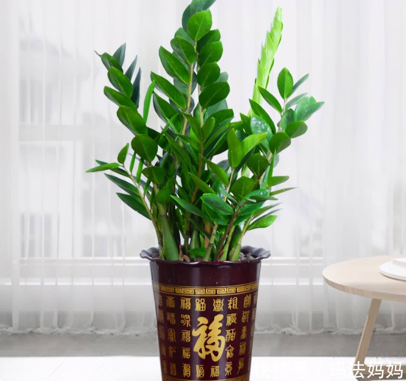 富人|不管穷人富人,客厅建议摆放“3种花”,不贵而且寓意好