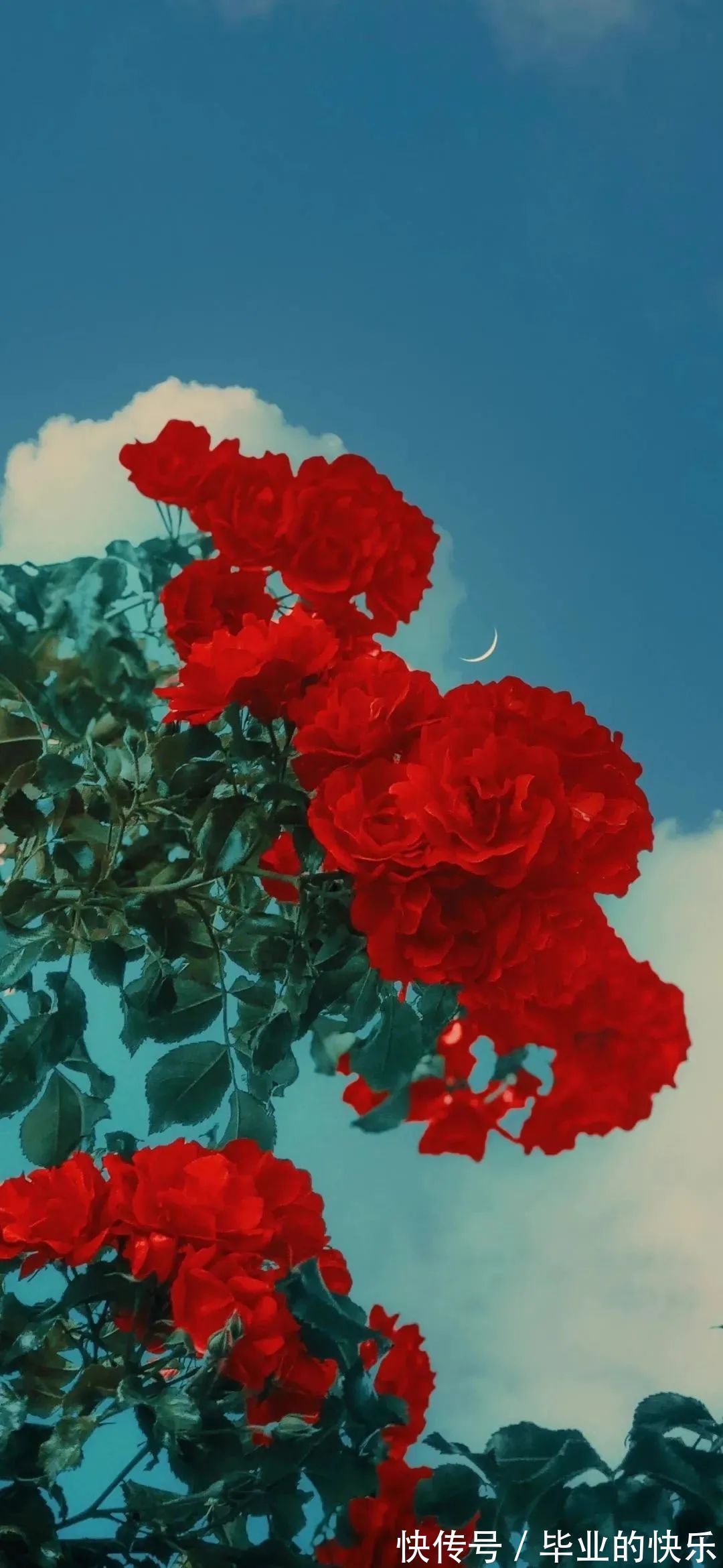 宝藏壁纸已送达请签收|就算星星碎掉了溢出来的光也很好看