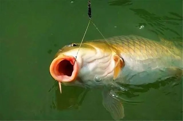 铅坠|走水严重无法观漂,这几种钓法完美解决问题,钓鱼大师都在用