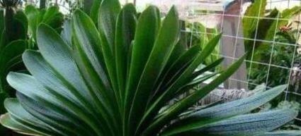 天凉后，君子兰浇上养根水，长出格格叶，一窜3箭花，超好用