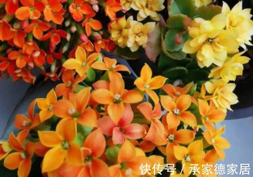 秋冬养花赏花,不如就盆栽这3样,低温天开花又多又美