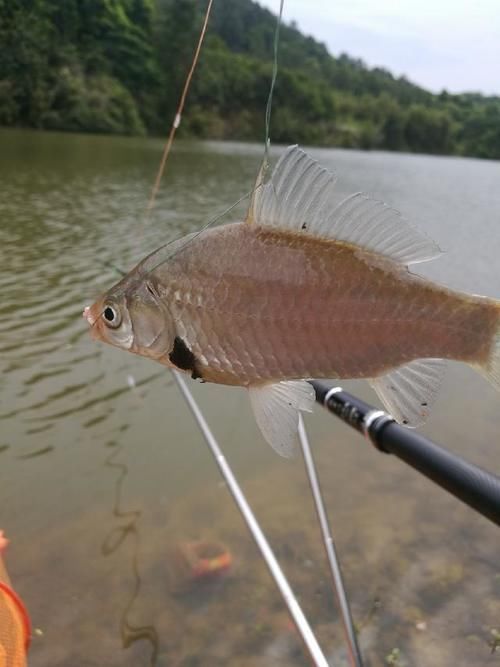 爆护|六陈水库开光新鱼护,崇尚不以爆护秀钓技