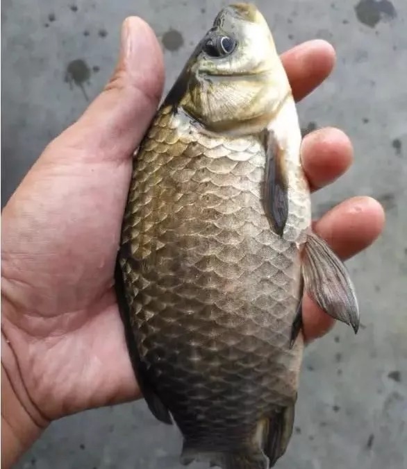 冬天选钓位,这3个地方一定要去,肥肥的大鲫鱼一窝一窝的!