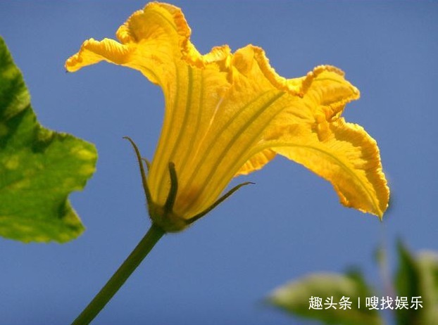 此花花色金黄,姿态优美的花朵还可作药食使用,寓意为寻找恋人