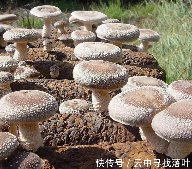 疲劳|上班容易累，记得吃7种食物，帮你“吃掉”身体疲劳，价格也不高！