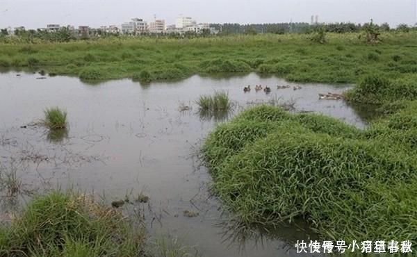 乌子|不会钓黑鱼试试民间的这种“野路子”，黑鱼没那么难钓