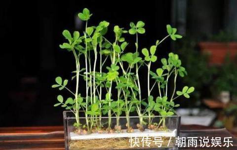 绿萝|丢水里就能长得很好的6种蔬菜，比花美、比绿萝还好养！