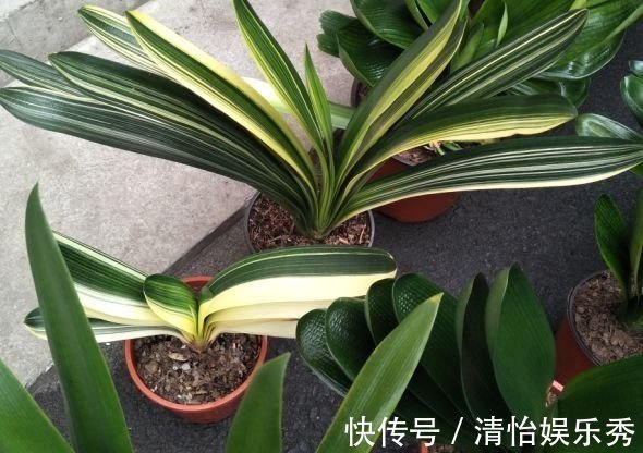 co2|“懒养”君子兰,一年不施肥,叶片油亮,花朵娇艳,花开四季不断