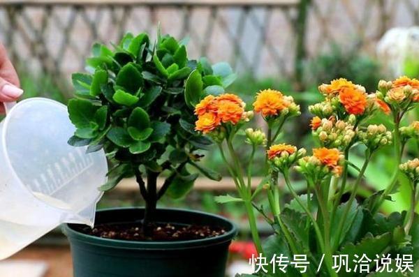 植物|秋养长寿花、蟹爪兰,3方面打好基础,9、10月就能嗖嗖开花