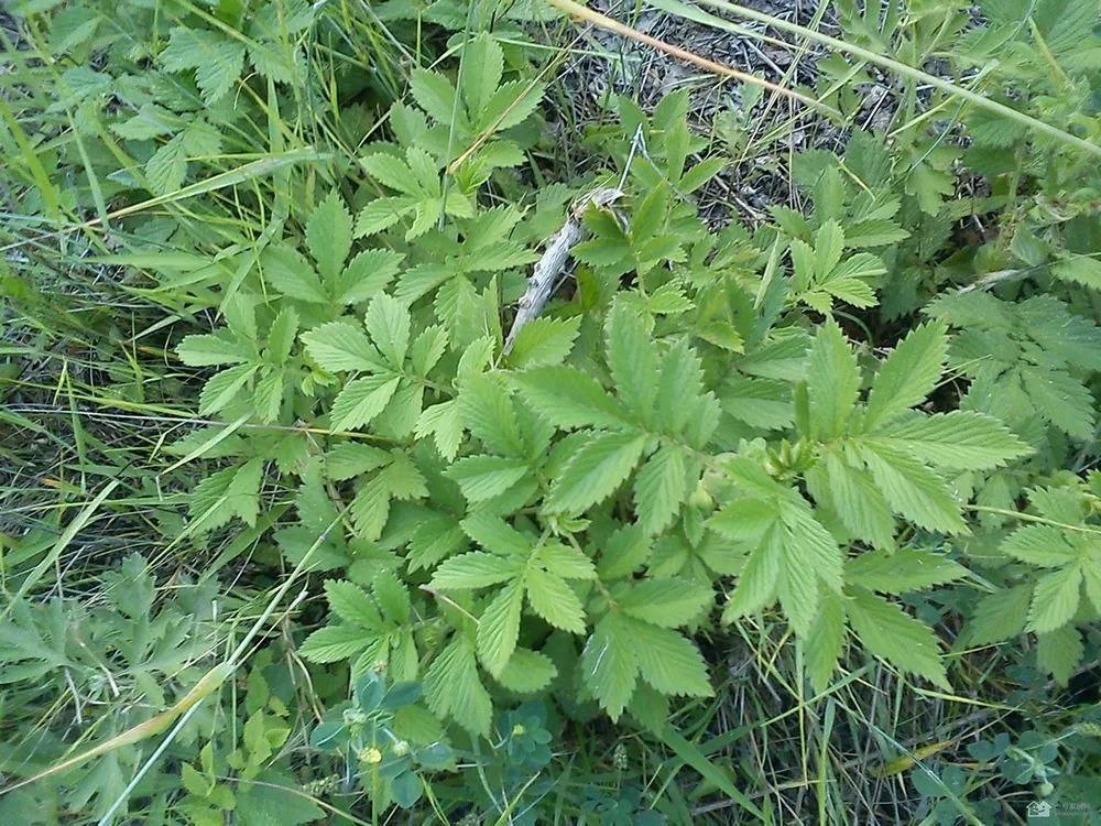 全身|全身有刺，但请珍惜它，既是美味野菜又是药材，市场10元一斤