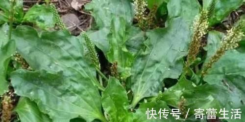 车前草|车前草,除了祛痰止咳,还有4种重要功效,最适合中老年人喝!